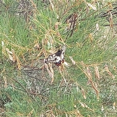 Papilio anactus (Dainty Swallowtail) at Kambah, ACT - 6 Dec 2024 by GirtsO