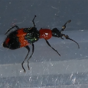 Dicranolaius bellulus (Red and Blue Pollen Beetle) at Charleys Forest, NSW by arjay