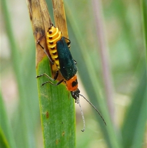 Chauliognathus tricolor at West Hobart, TAS - 6 Dec 2024