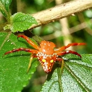 Arkys sp. (genus) (An Ambush, Bird-dropping or Triangular Spider) at Tullymorgan, NSW by Topwood