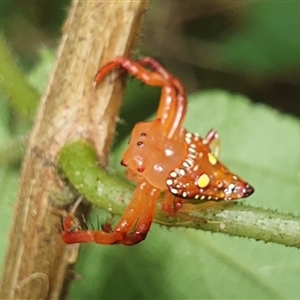 Arkys lancearius at Tullymorgan, NSW - 6 Dec 2024 01:39 PM