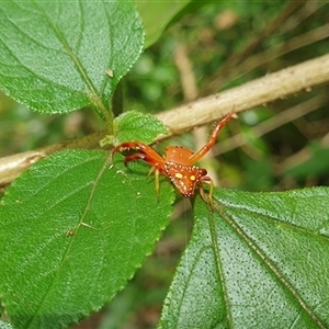 Arkys lancearius at Tullymorgan, NSW - 6 Dec 2024 01:39 PM