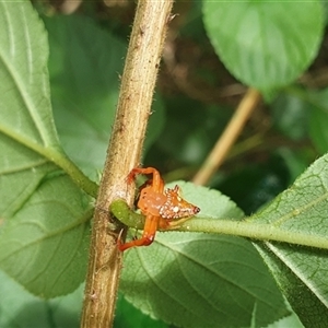 Arkys lancearius at Tullymorgan, NSW - 6 Dec 2024 01:39 PM