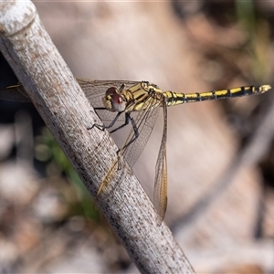 Orthetrum caledonicum at Penrose, NSW - 4 Dec 2024