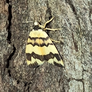 Termessa zonophanes at Bungendore, NSW - 6 Dec 2024