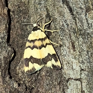 Termessa zonophanes at Bungendore, NSW - 6 Dec 2024