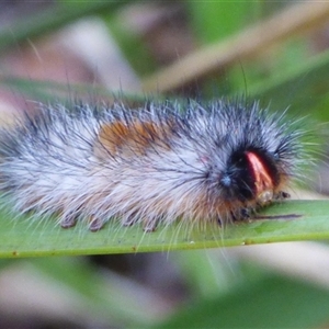 Anthela (genus) (An Anthelid moth) at West Hobart, TAS by VanessaC