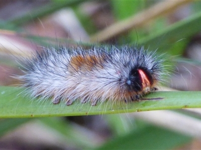 Anthela addita (Reddish Anthelid) at West Hobart, TAS - 3 Jun 2025 by VanessaC