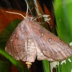Anthela (genus) at West Hobart, TAS - Yesterday 06:07 PM