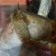 Anthela (genus) at West Hobart, TAS - Yesterday 06:07 PM