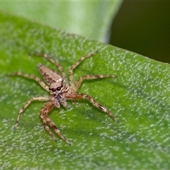 Helpis sp. (genus) (Unidentified Bronze Jumping Spider) at Penrose, NSW - 5 Dec 2024 by Aussiegall