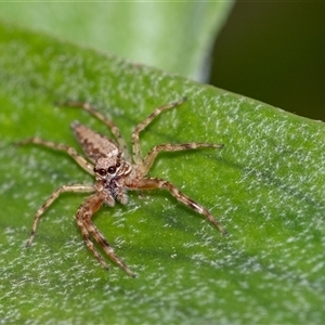 Helpis sp. (genus) at Penrose, NSW - suppressed