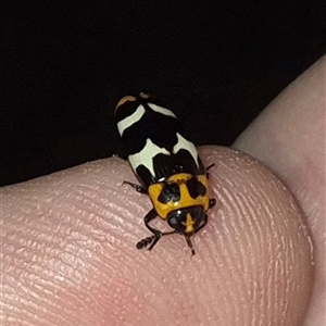 Episcaphula pictipennis (Fungus Beetle) at Bungendore, NSW by clarehoneydove