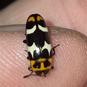 Episcaphula pictipennis at Bungendore, NSW - suppressed