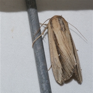 Leucania stenographa (Sugar Cane Armyworm) at Freshwater Creek, VIC by WendyEM