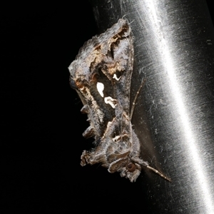 Chrysodeixis argentifera (Tobacco Looper) at Freshwater Creek, VIC by WendyEM