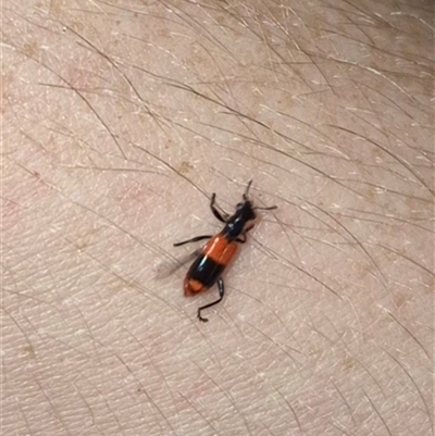 Lemidia hilaris (A checkered beetle) at Bungendore, NSW - 6 Dec 2024 by clarehoneydove