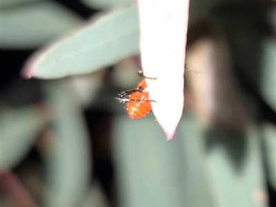 Lemidia hilaris (A checkered beetle) at Bungendore, NSW - 6 Dec 2024 by clarehoneydove