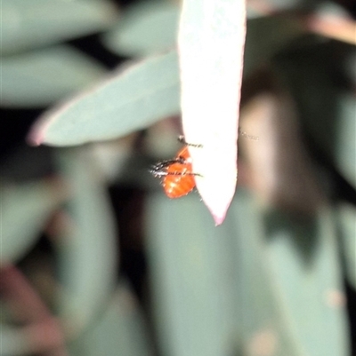 Lemidia hilaris (A checkered beetle) at Bungendore, NSW by clarehoneydove