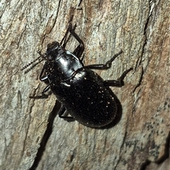 Prophanes simplex (Darkling beetle) at Bungendore, NSW - 6 Dec 2024 by clarehoneydove