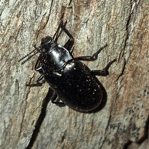 Prophanes simplex at Bungendore, NSW - suppressed