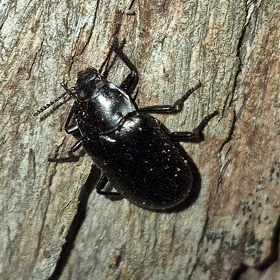 Prophanes simplex (Darkling beetle) at Bungendore, NSW - 6 Dec 2024 by clarehoneydove