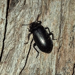 Prophanes simplex at Bungendore, NSW - suppressed