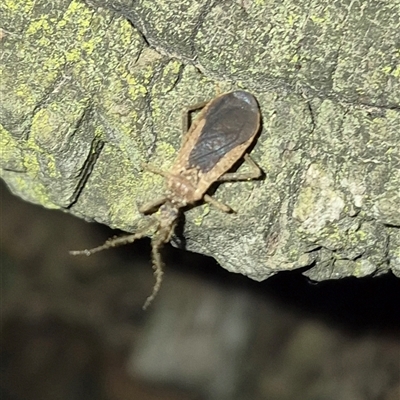 Opistoplatys australasiae (An assassin bug) at Bungendore, NSW - 6 Dec 2024 by clarehoneydove