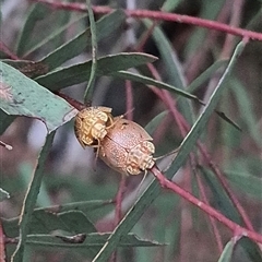 Paropsis atomaria (Eucalyptus leaf beetle) at Bungendore, NSW - 6 Dec 2024 by clarehoneydove