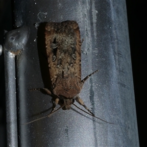 Agrotis infusa at Freshwater Creek, VIC - 16 Apr 2020 12:04 AM