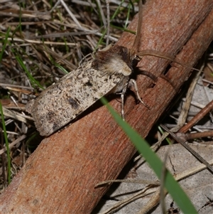 Agrotis porphyricollis at Freshwater Creek, VIC - 15 Apr 2020 11:19 PM