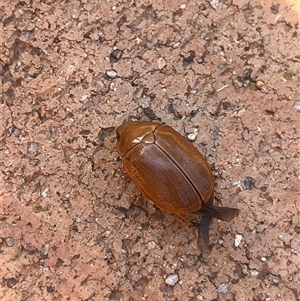 Anoplognathus sp. (genus) at Weetangera, ACT - suppressed