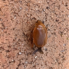 Anoplognathus sp. (genus) at Weetangera, ACT - suppressed