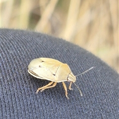 Unidentified Shield, Stink or Jewel Bug (Pentatomoidea) at Bungendore, NSW - 6 Dec 2024 by clarehoneydove