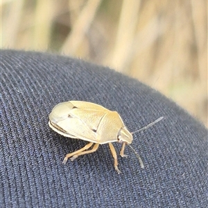 Pentatomidae (family) at Bungendore, NSW - 6 Dec 2024