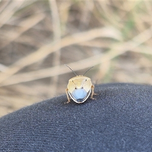 Pentatomidae (family) at Bungendore, NSW - 6 Dec 2024