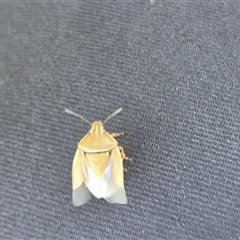 Pentatomidae (family) at Bungendore, NSW - 6 Dec 2024