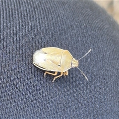 Pentatomidae (family) at Bungendore, NSW - 6 Dec 2024