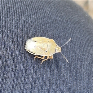 Pentatomidae (family) at Bungendore, NSW - 6 Dec 2024