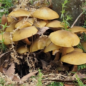 Armillaria luteobubalina (Australian Honey Fungus) at Uriarra Village, ACT by KenT