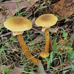 Armillaria luteobubalina (Australian Honey Fungus) at Uriarra Village, ACT by KenT