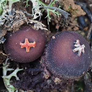 Calostoma fuscum at Uriarra Village, ACT - 14 May 2024 02:40 PM