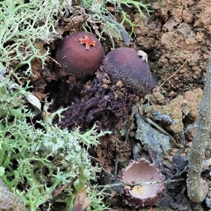 Calostoma fuscum at Uriarra Village, ACT - 14 May 2024 02:40 PM