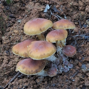 Hypholoma fasciculare at Uriarra Village, ACT - 14 May 2024