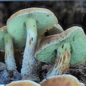 Hypholoma fasciculare at Uriarra Village, ACT - 14 May 2024