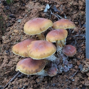 Hypholoma fasciculare at Uriarra Village, ACT - 14 May 2024