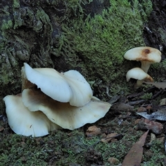 Omphalotus nidiformis (Ghost Fungus) at Uriarra Village, ACT - 14 May 2024 by KenT