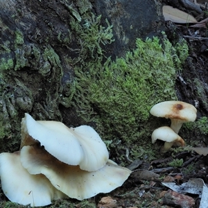 Omphalotus nidiformis at Uriarra Village, ACT - 14 May 2024 02:43 PM