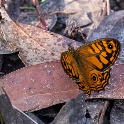 Geitoneura acantha (Ringed Xenica) at Penrose, NSW - 4 Dec 2024 by Aussiegall