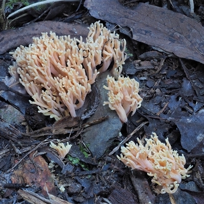 Ramaria sp. (genus) (A Coral fungus) at Uriarra Village, ACT - 14 May 2024 by KenT